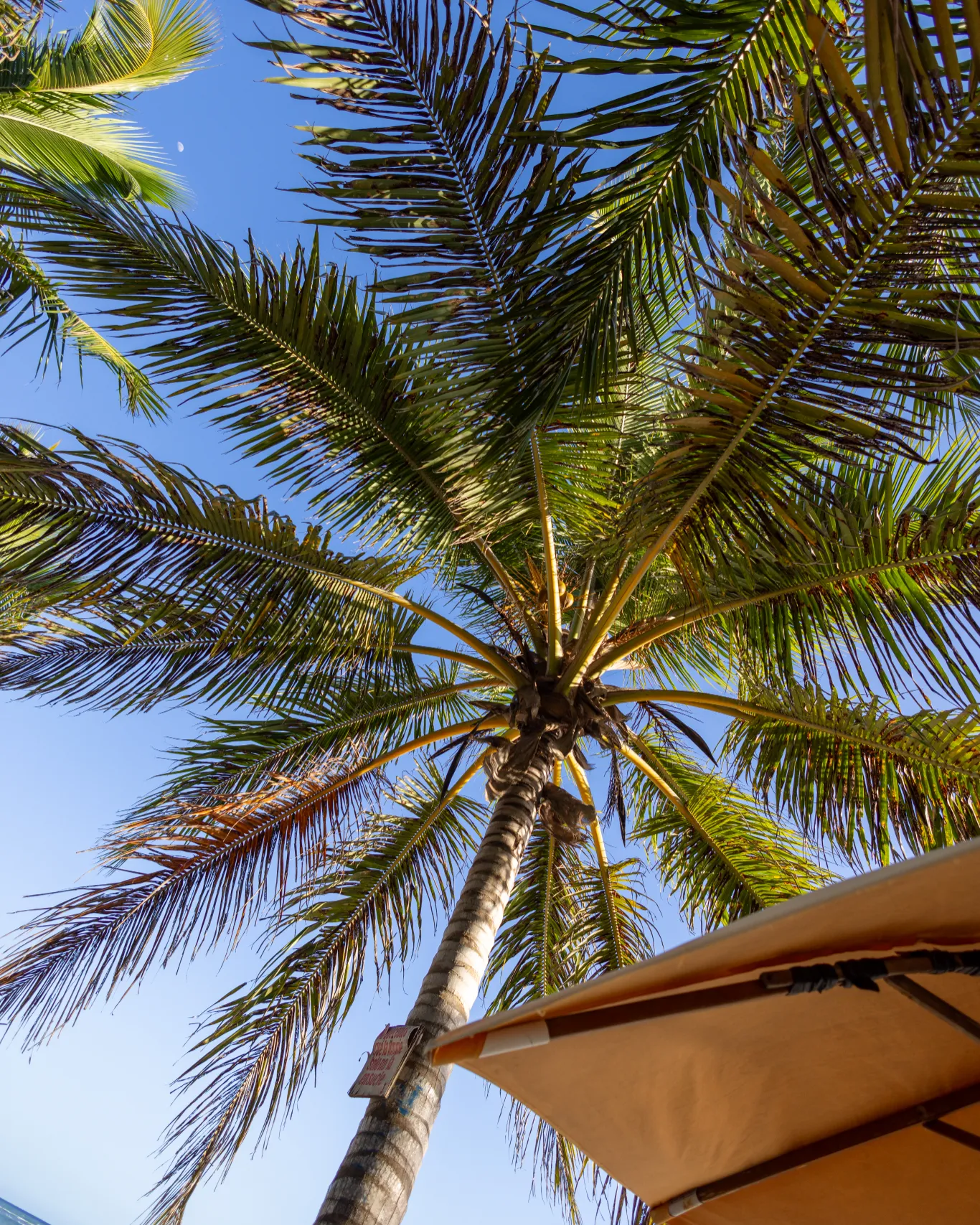 Fotógrafo para sesión pre boda en Santo Domingo